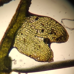 Odontoschisma fluitans