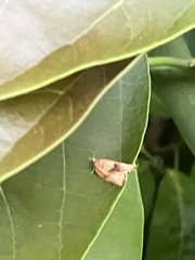 Argyrotaenia franciscana