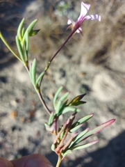 Pelargonium laevigatum
