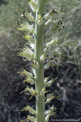 Thelypodium milleflorum