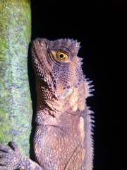 Boulenger's Dwarf Iguana photo 4