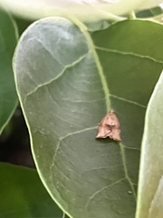 Argyrotaenia franciscana