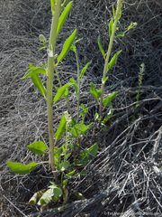 Thelypodium milleflorum