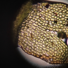 Odontoschisma fluitans