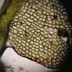 Odontoschisma fluitans