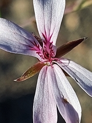 Pelargonium laevigatum