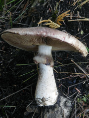 Agaricus benesii