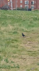 Corvus monedula