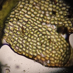 Odontoschisma fluitans