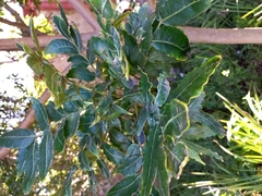 Harpephyllum caffrum