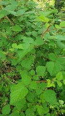 Rubus phoenicolasius