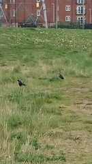 Corvus monedula