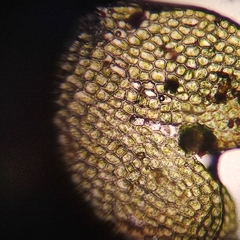 Odontoschisma fluitans