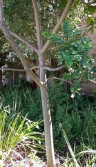 Harpephyllum caffrum