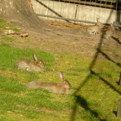 Oryctolagus cuniculus