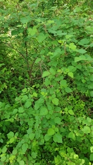 Rubus phoenicolasius