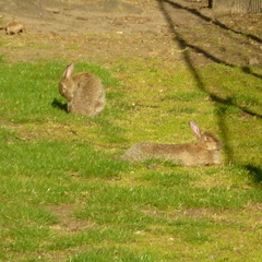 Oryctolagus cuniculus