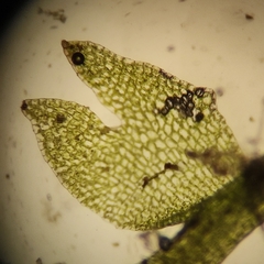 Odontoschisma fluitans