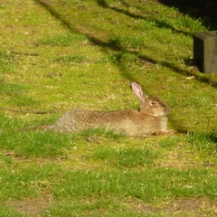 Oryctolagus cuniculus