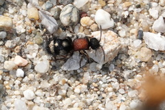 Physetopoda punctata