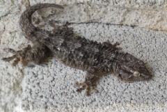 Tarentola mauritanica