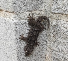 Tarentola mauritanica