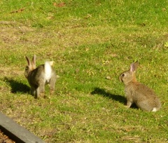 Oryctolagus cuniculus