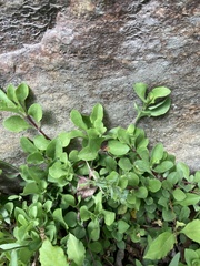 Phlox stolonifera