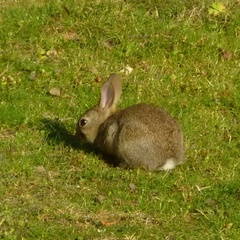 Oryctolagus cuniculus