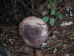 Agaricus benesii