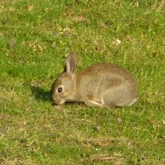 Oryctolagus cuniculus