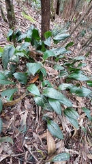 Pleurothallis phalangifera