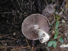 Agaricus benesii