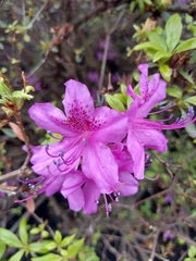 Rhododendron mucronulatum