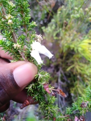 Erica glomiflora