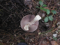 Agaricus benesii
