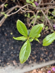 Rhododendron mucronulatum
