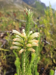 Erica viscaria