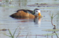 Nettapus auritus