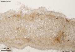 Moellerodiscus capillipes