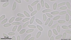 Moellerodiscus capillipes