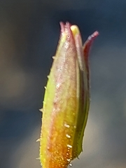 Pelargonium laevigatum
