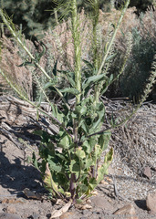 Thelypodium milleflorum