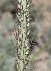 Thelypodium milleflorum