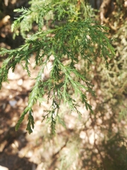 Tracheophyta
