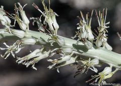 Thelypodium milleflorum