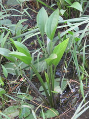 Echinodorus subalatus
