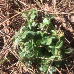 Potentilla fragarioides