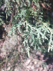 Tracheophyta