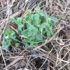 Potentilla fragarioides